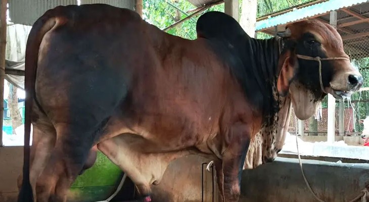 জামালপুরের ‘ক্রিস গেইল’ ঘিরে কোরবানির বাজারে চাঞ্চল্য, দাম চাওয়া হচ্ছে ৬ লাখ টাকা