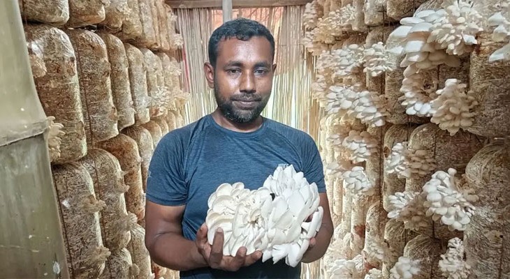  হাল ছাড়েননি মনিরুল, মাশরুম চাষে সফলতায় স্বাবলম্বী গাংনীর উদ্যোক্তা